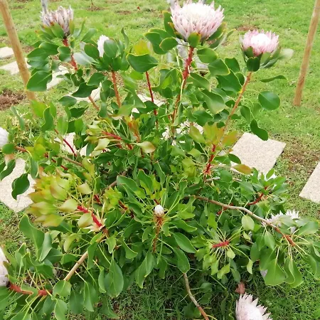 Granny's Farm * São Vicente