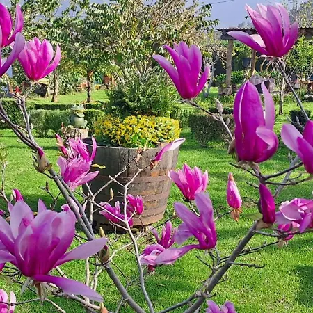 Granny's Farm Gospodarstwo wiejskie São Vicente