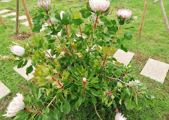 Granny's Farm * São Vicente